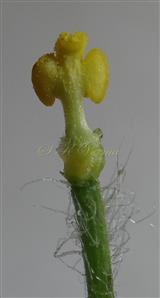  Stamen (Inner view)